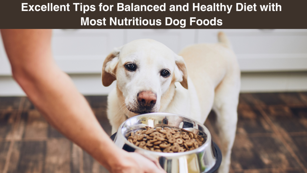 Excellent-Tips-for Balanced-and-Healthy Diet-with-Most Nutritious-Dog-Foods