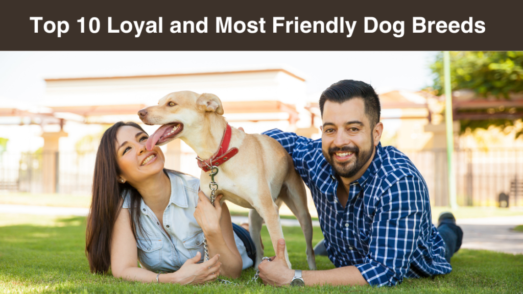 top-10-loyal-and most-friendly-dog breeds
