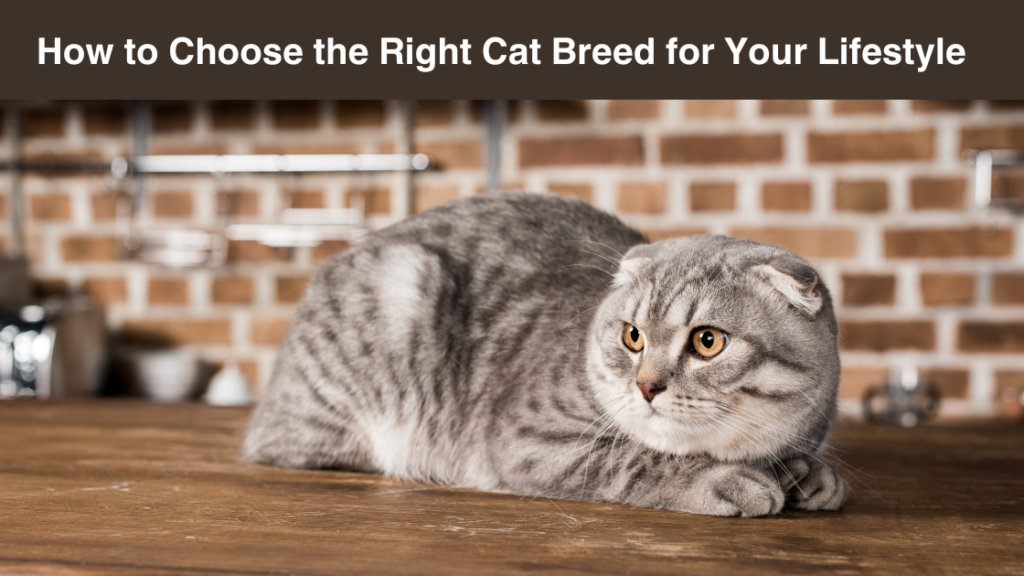 how-to-choose-the right-cat-breed-for your-lifestyle