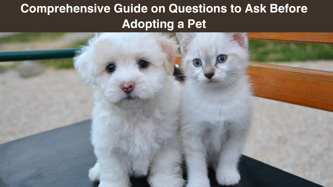 comprehensive- guide-on-questions to-ask-before adopting-a-pet