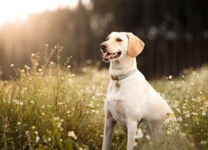 flea-and-tick preventatives