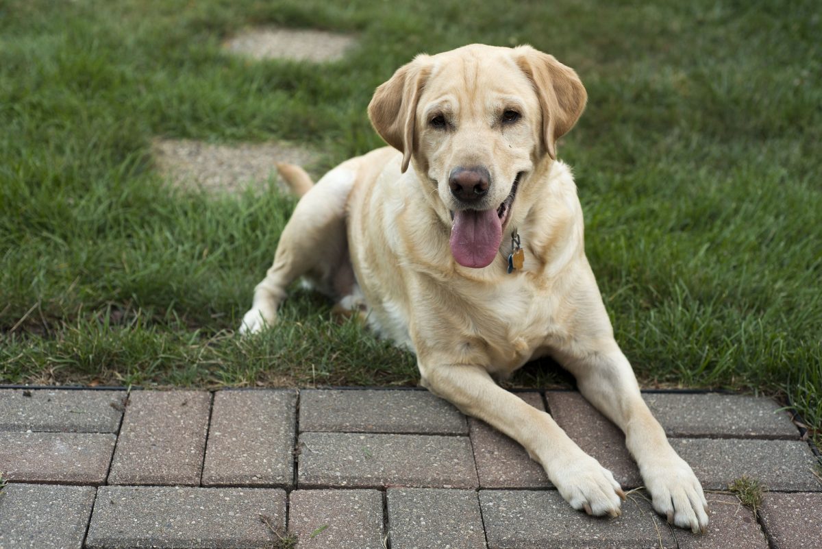 Top 20 Most Obedient and Smartest Dog Breeds