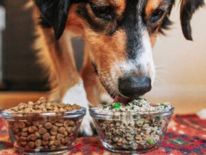 pet-nutrition