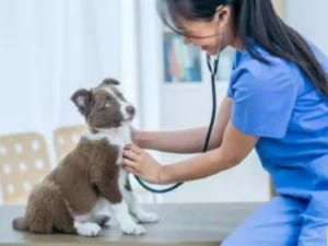 regular-vet-check-ups