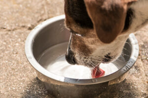 hydration-and- freshwater