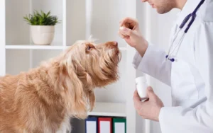 dog-medicine