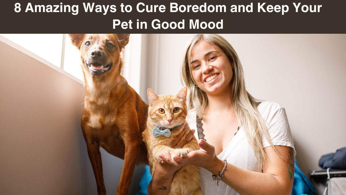 8-amazing-ways-to-cure-boredom-and-Keep-your-pet-in-good-mood