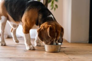dog-food-allergies