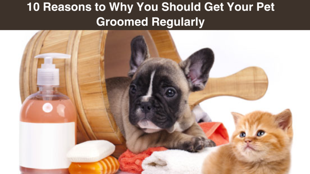 10-reasons-to-why you-should-get-your pet-groomed regularly