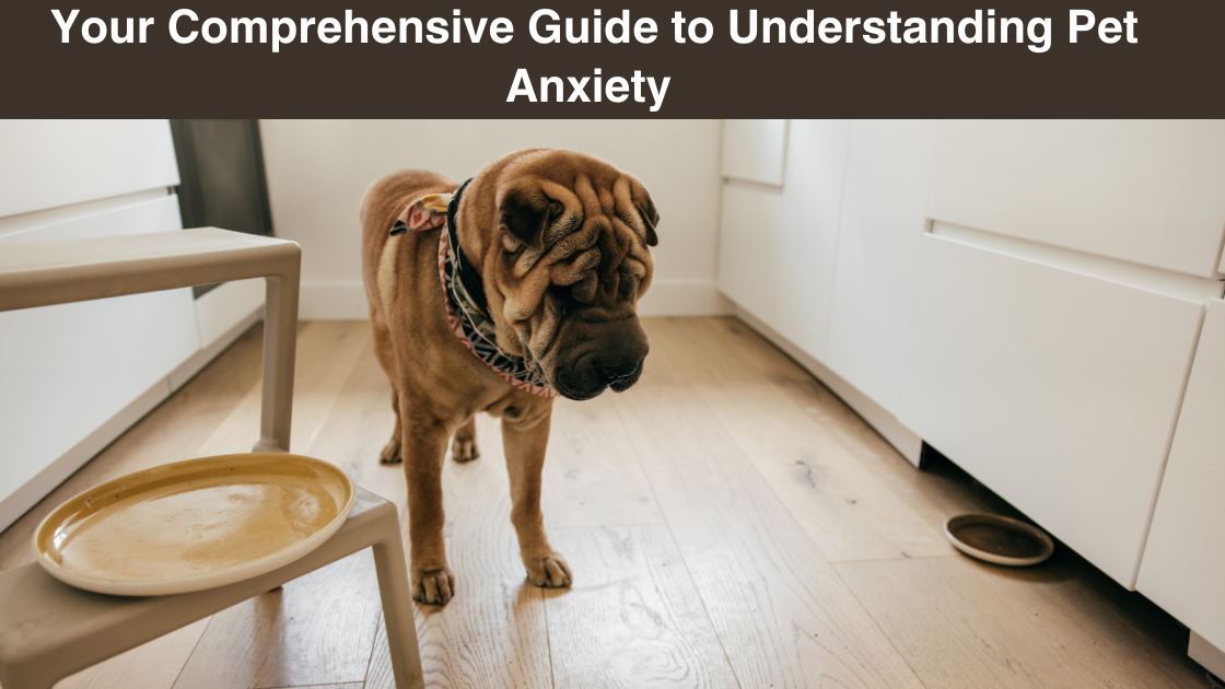 comprehensive-guide-to-understand-pet-anxiety