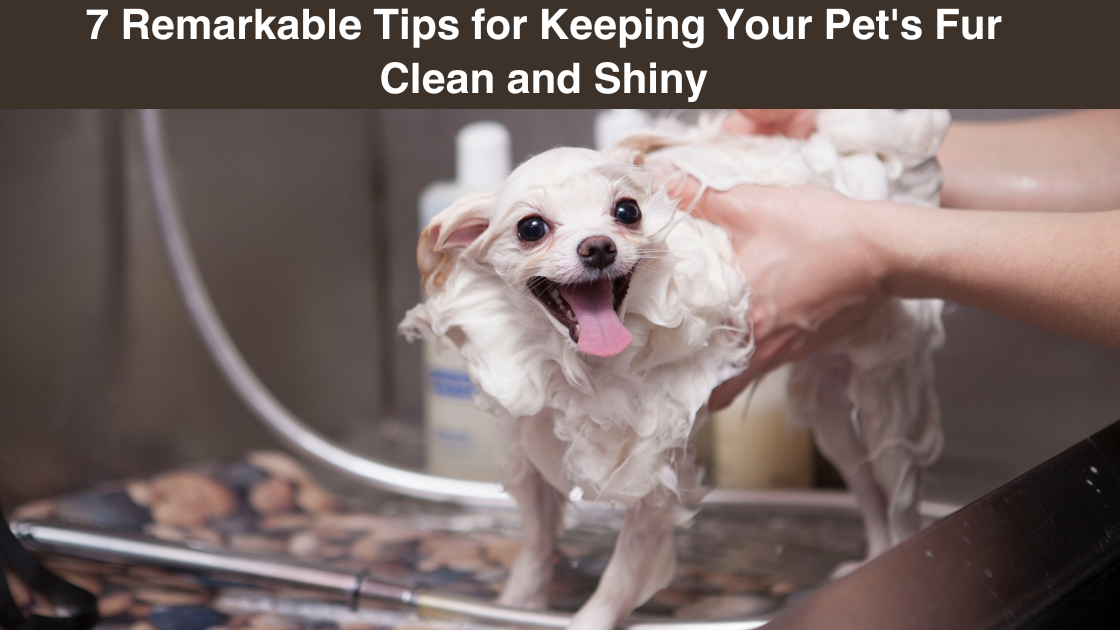 7-remarkable-tips-for Keeping-your-pet's fur-clean-and-shiny