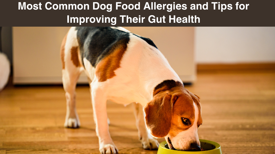 most-common-dog food-allergies-and tips-for-improving their-gut-health