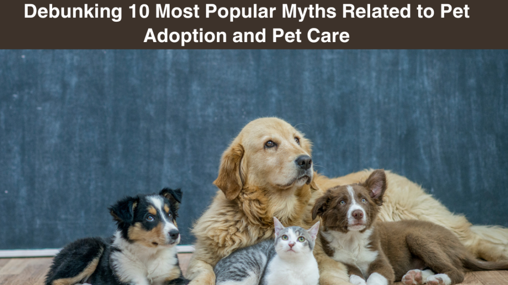 debunking-10-most popular-myths related-to-pet adoption-and-pet care