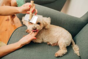 regular-brushing sessions