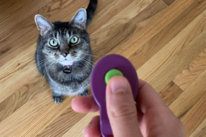 clicker-cat-training