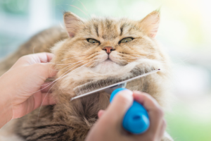 grooming-cat