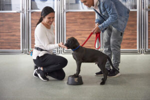 dog-training-and-socialization