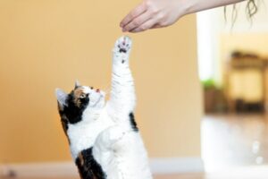 cat-clicker-training