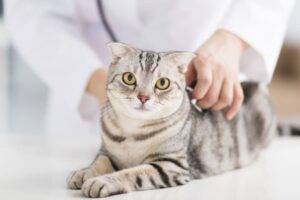 seek-professional guidance-for-cat