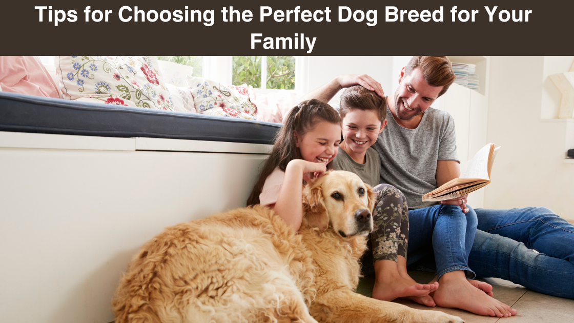 tips-for-choosing-the perfect-dog-breed-for-your-family