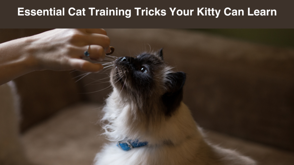 essential-cat-training tricks-your-Kitty-can learn