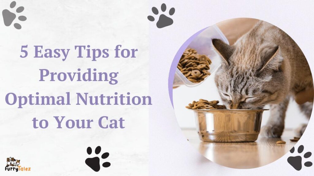 5-easy-tips-for providing-optimal nutrition-to-your-cat