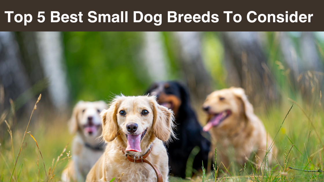 top-5-best-small-dog breeds-to-consider