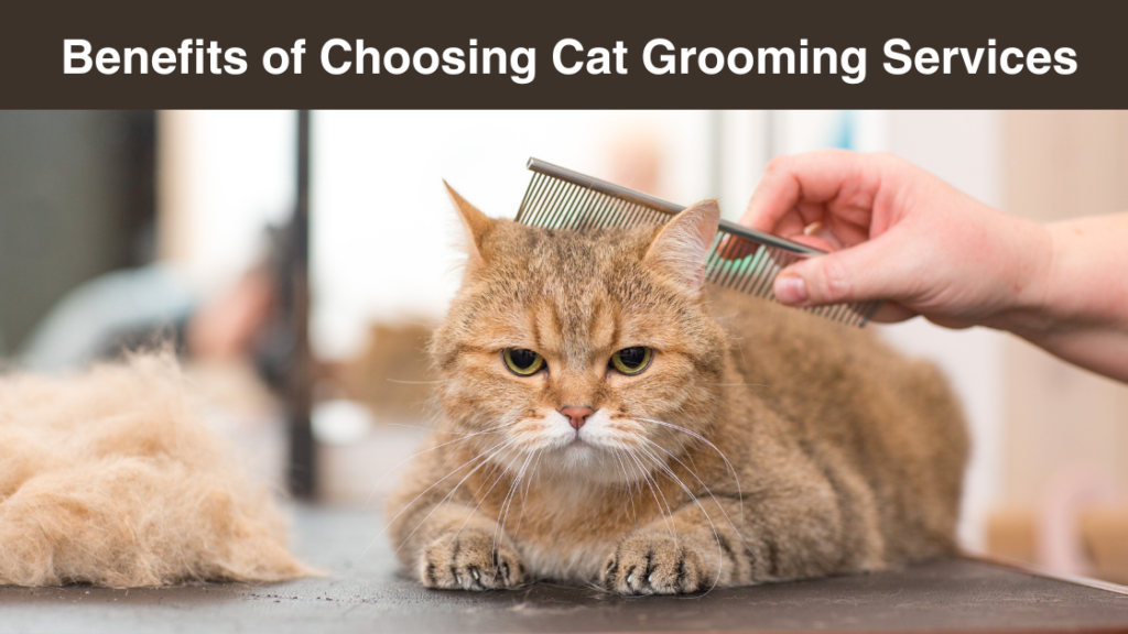 benefits-of-choosing-cat-grooming-services