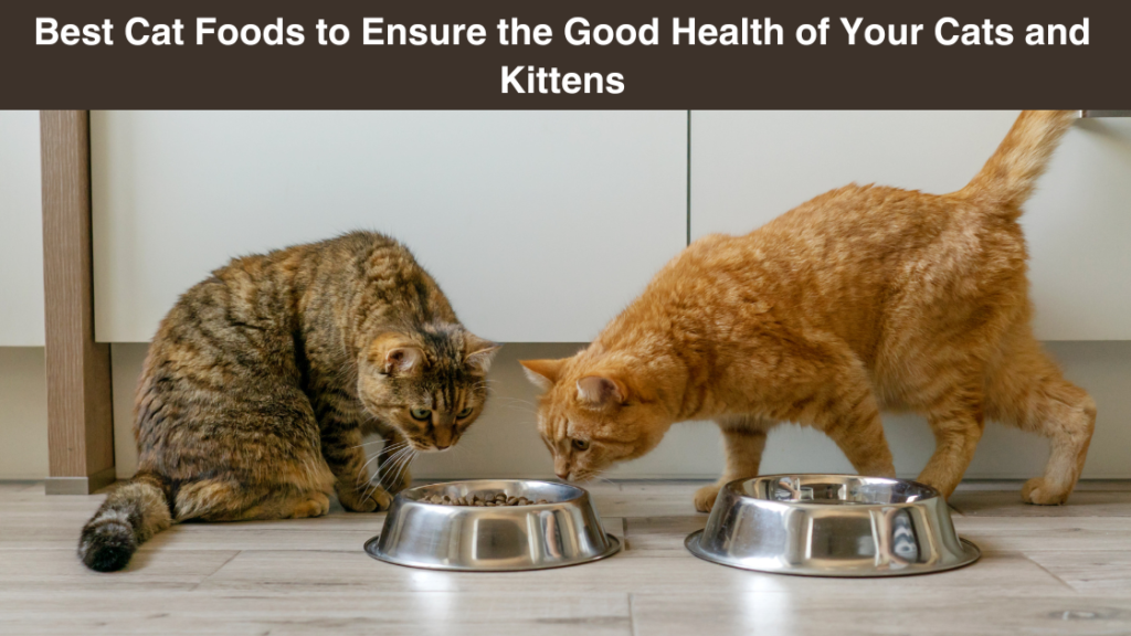 best-cat-foods-to ensure-the-good health-of-your-cats and-kittens