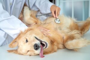 regular-veterinarian- examinations
