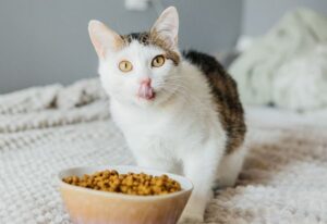 choose-healthy-cat- food