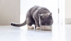 say-no-to-artificial additives-cat-food