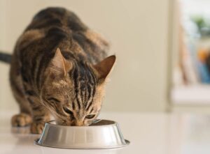 cat-nutritional-needs