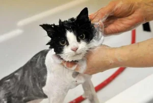 cat-spa-for-grooming