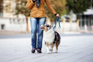 distraction-free-dog-training
