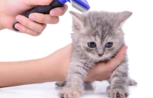 grooming-your-cat