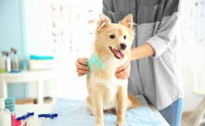 maintain-a-clean-house-for-dog-grooming 