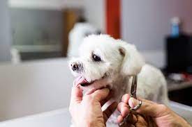 dog-need-grooming