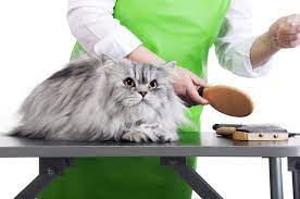 essential-information- about-cat-grooming