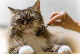 hire-expert-cat-groomer-at-home