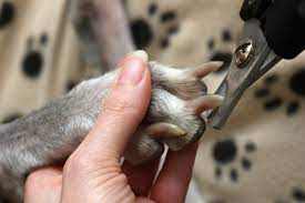 trim-your-dogs-nails 