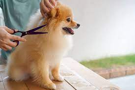 professional-dog-grooming