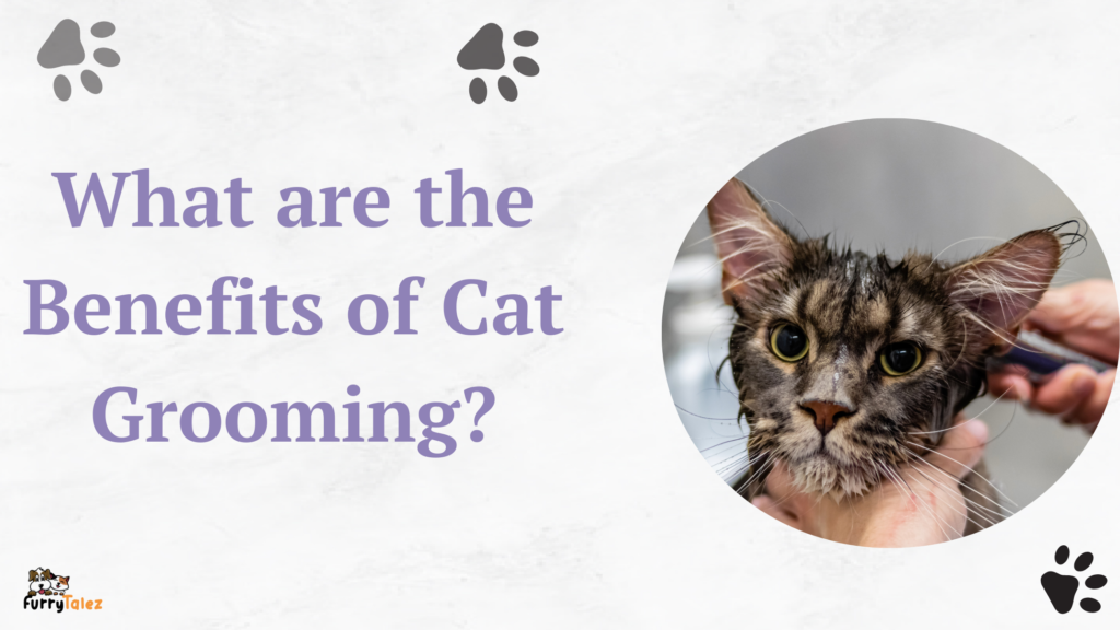 what-are-the-benefits-of-cat-grooming
