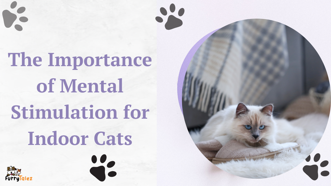 the-importance-of mental-stimulation for-indoor-cats