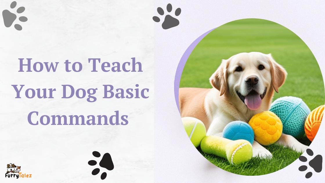 how-to-teach-dog-basic-command