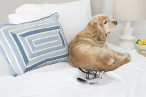 bedding-options-for- your-pet 