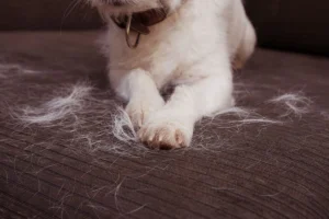 pet-hair-shedding 