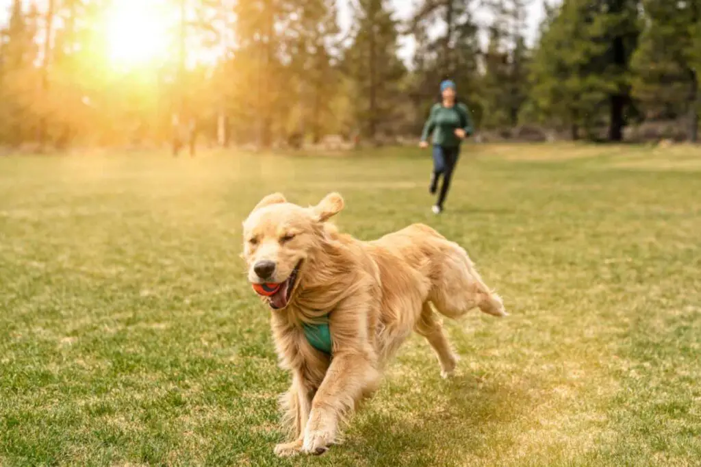 health-benefits-of-walks-with-your-dog