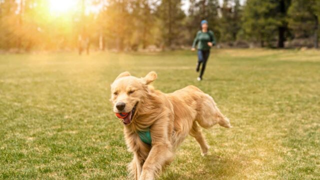 health-benefits-of-walks-with-your-dog