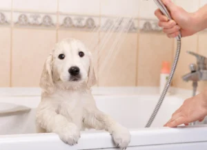 dog-bathing-at-home